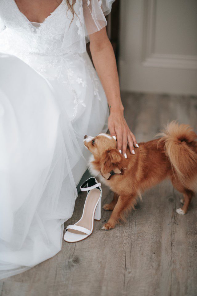 Cute dogs at wedding